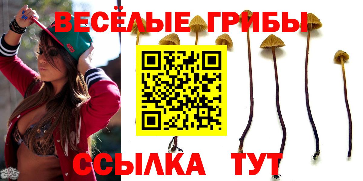 Псилоцибиновые грибы Psilocybe Чистополь